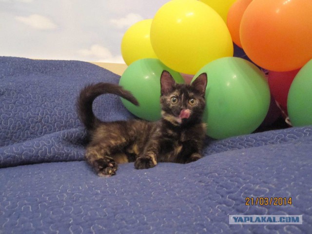 Котовторник