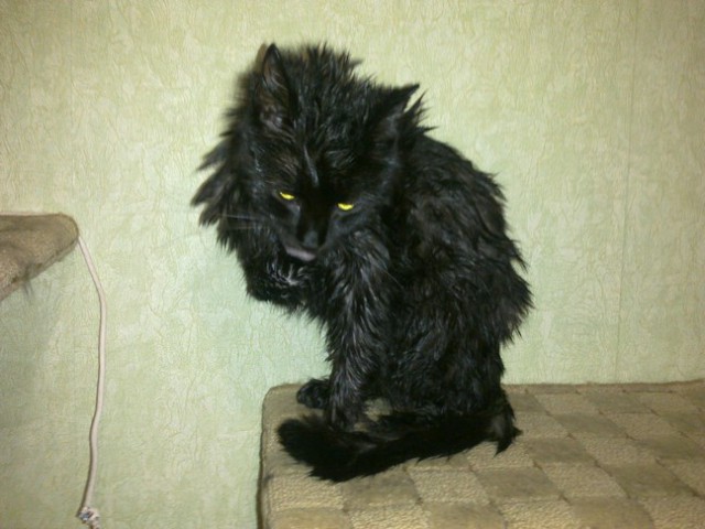 Жизнь домашнего приюта для котеек 50