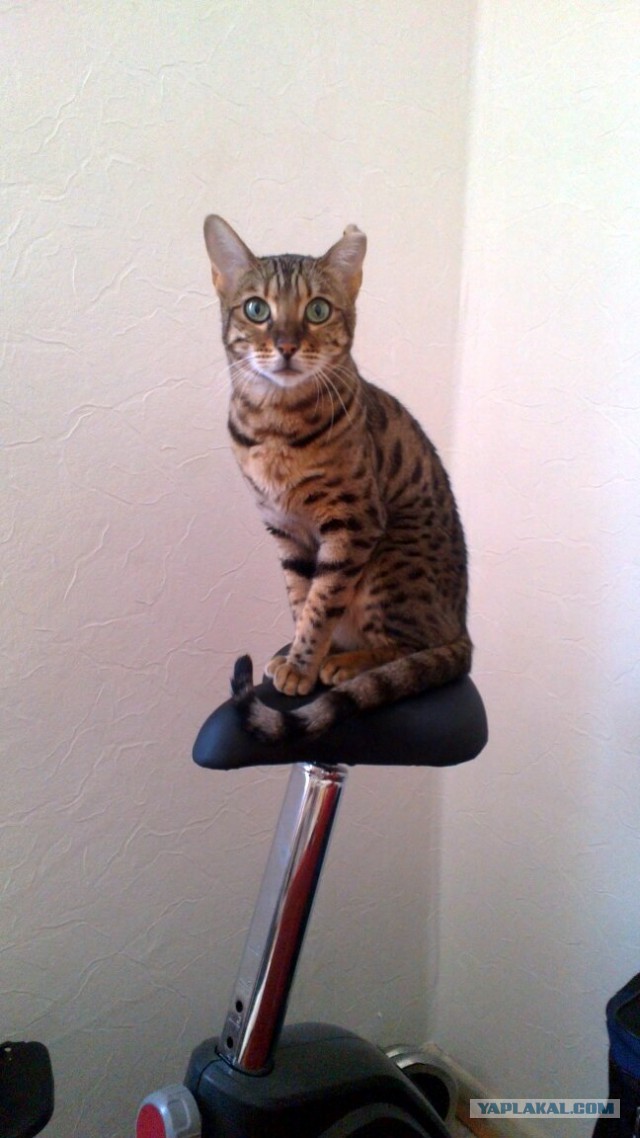 Котовторник 14.07.2015