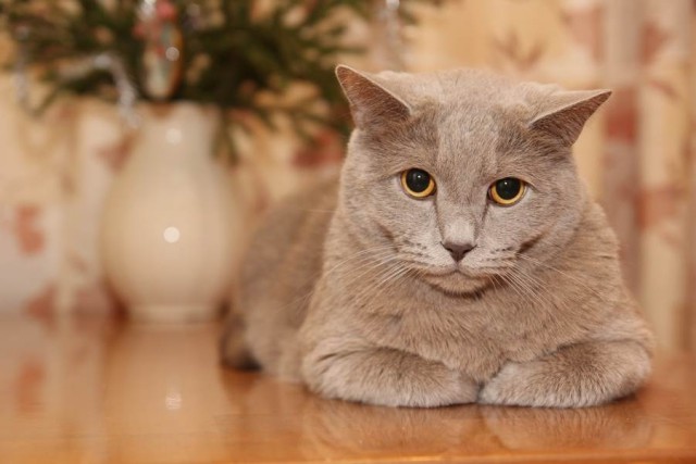 Котовторник наступил!:)
