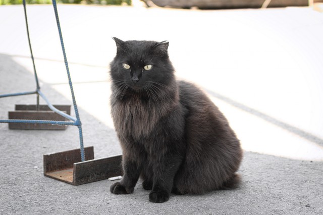 Котовторник 20.10.2015