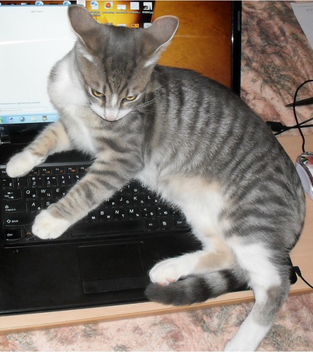 Котовторник 20.10.2015