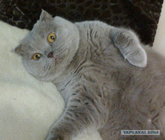 Котовторник 15.12.2015