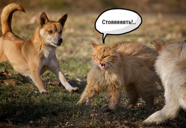 Опасный котэ