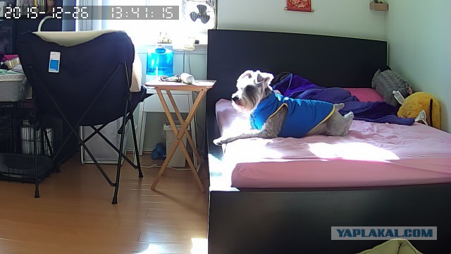 За что я люблю китайцев