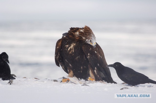 Медведи Камчатки