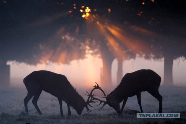 Олень за рулем