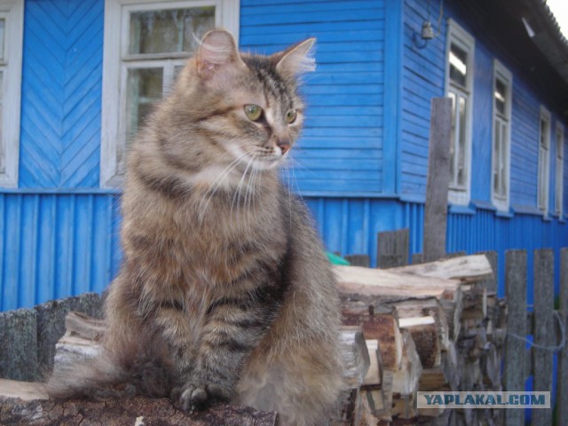 Подборка "тёплых, уютных, домашних" фотографий. Часть 2