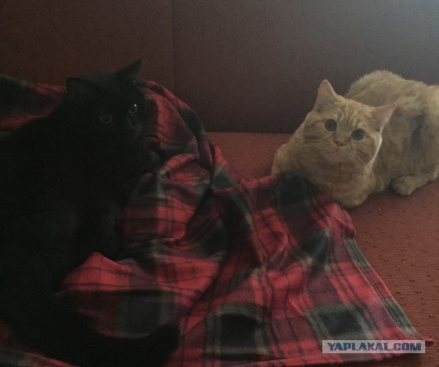 Котовторник 21.06.16