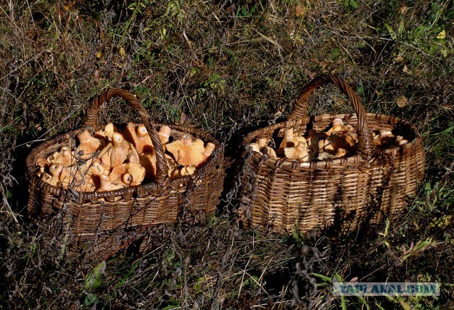 Вятские рыжики