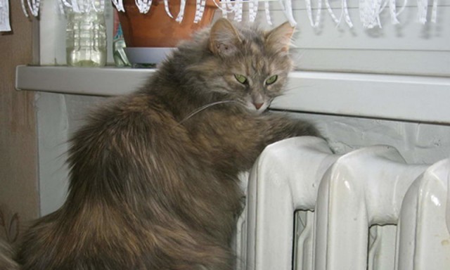 Коты из сети