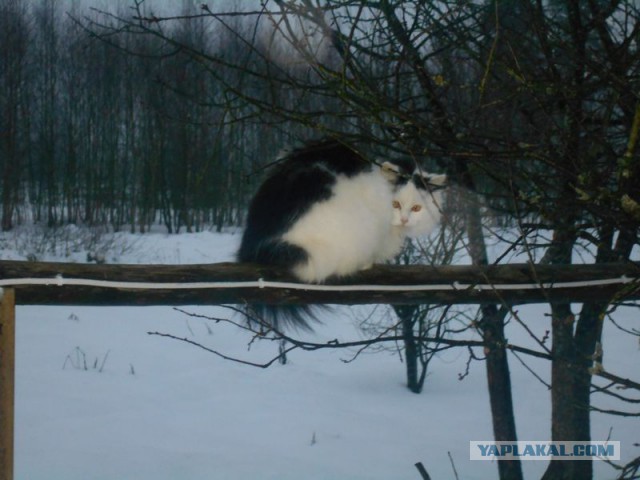 Жизнь домашнего приюта для котеек 150