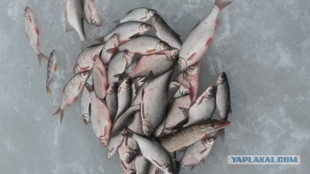 Глюк на рыбалке или закамуфлированный котейка