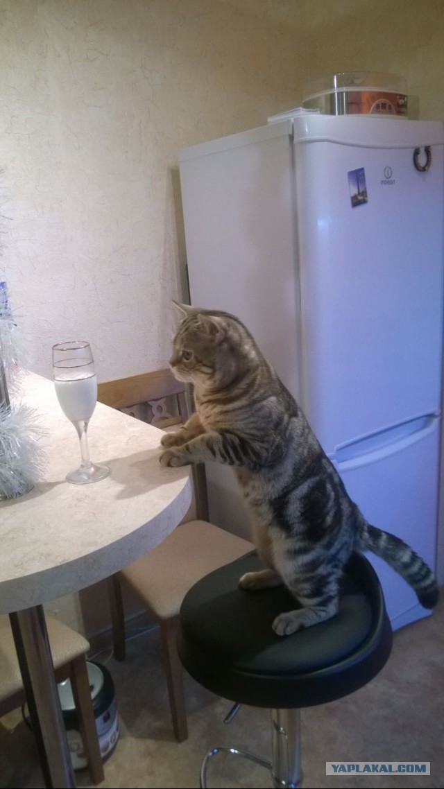 Котовторник  15.08.2017