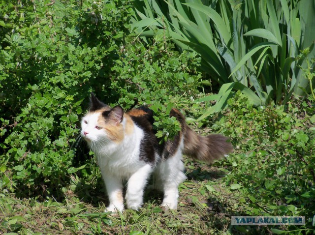 Котовторник 28.11.2017