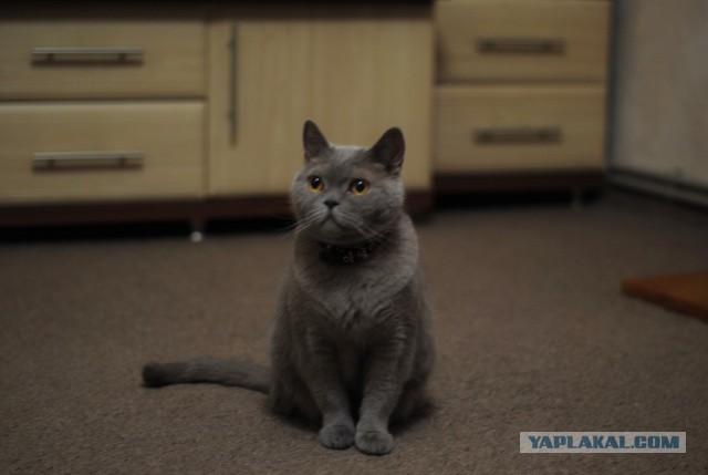Котовторник 30.01.2018