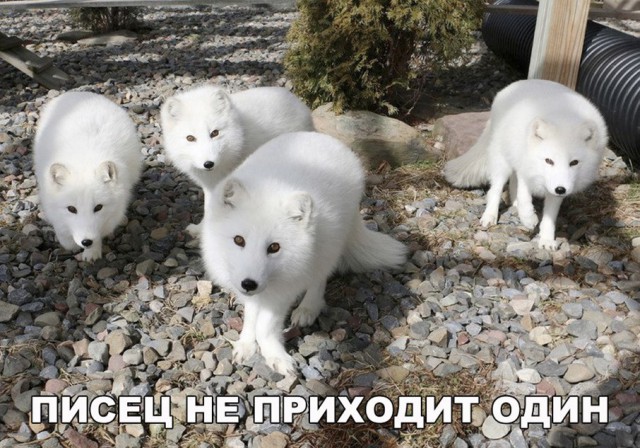 Живность из сети