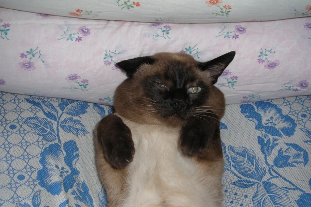 Котовторник на ЯПлакалъ (27.05.08), прикольные коты, добавляем свои!