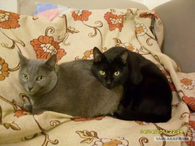 It's Catursday Fever! (Котовторник)