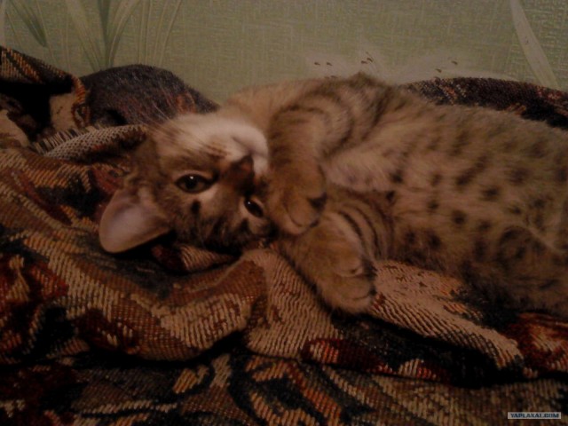 Котовторник! 08.11.11