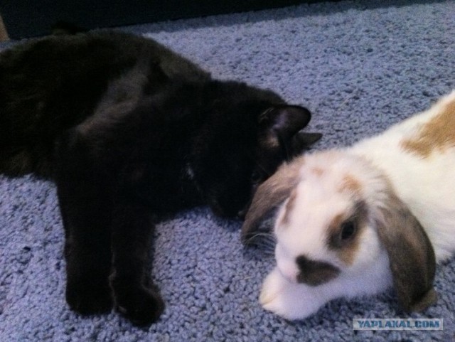 Котовторник! 13.03.2012