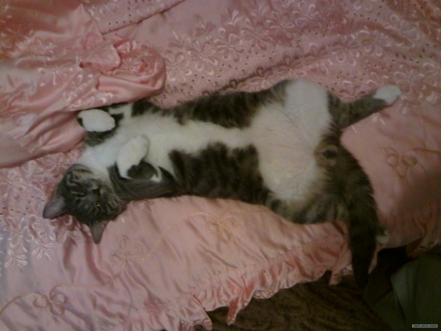 Котовторник 17.04.2012