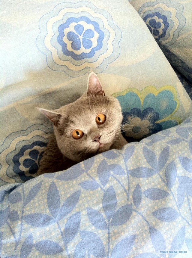 Котовторник 10. 07. 2012