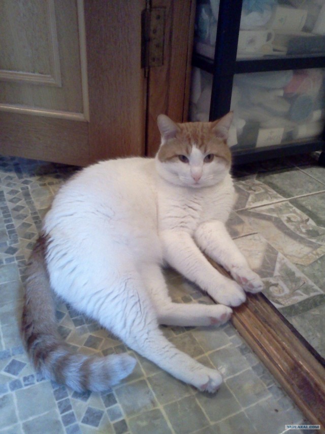 Котовторник 11.09.2012