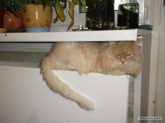 Котовторник 30.10.2012