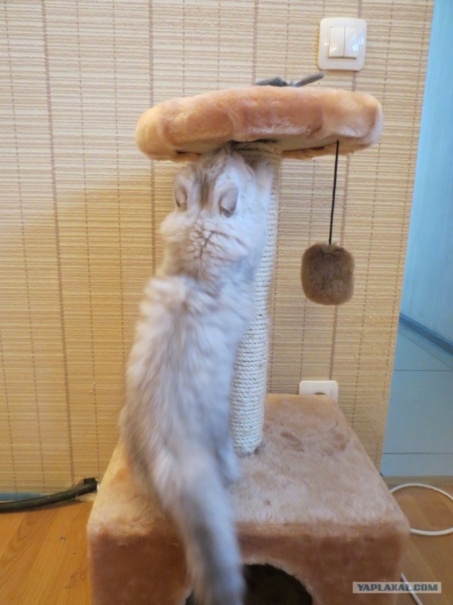 Котовторник 12.02.13