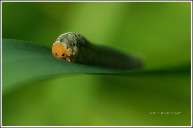 ВЕСНА. Цветы
