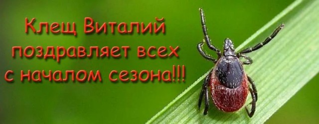 Помогите опознать насекомое. Кажется в Москве проснулись клещи