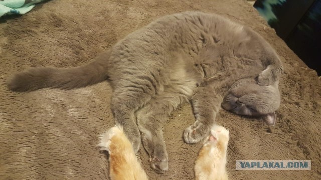 Коты, которые спят где попало и как попало