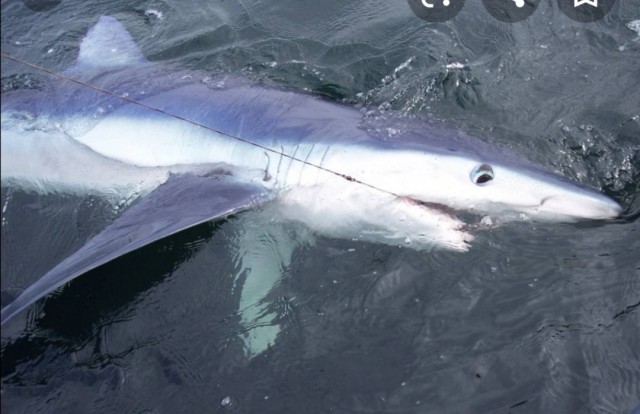 Акулка хочет камбалы!