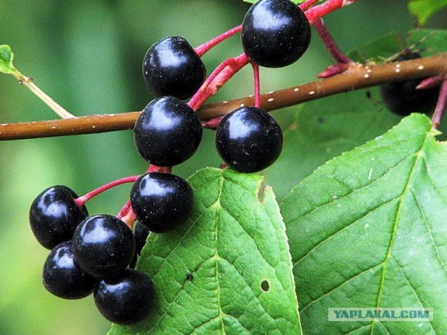 Ты же хочешь сейчас, чтобы проблемы исчезли, и побыть беззаботным.
