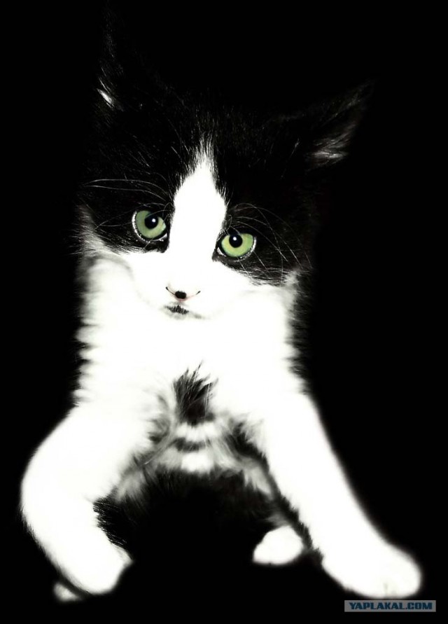 Отжабте моего кота