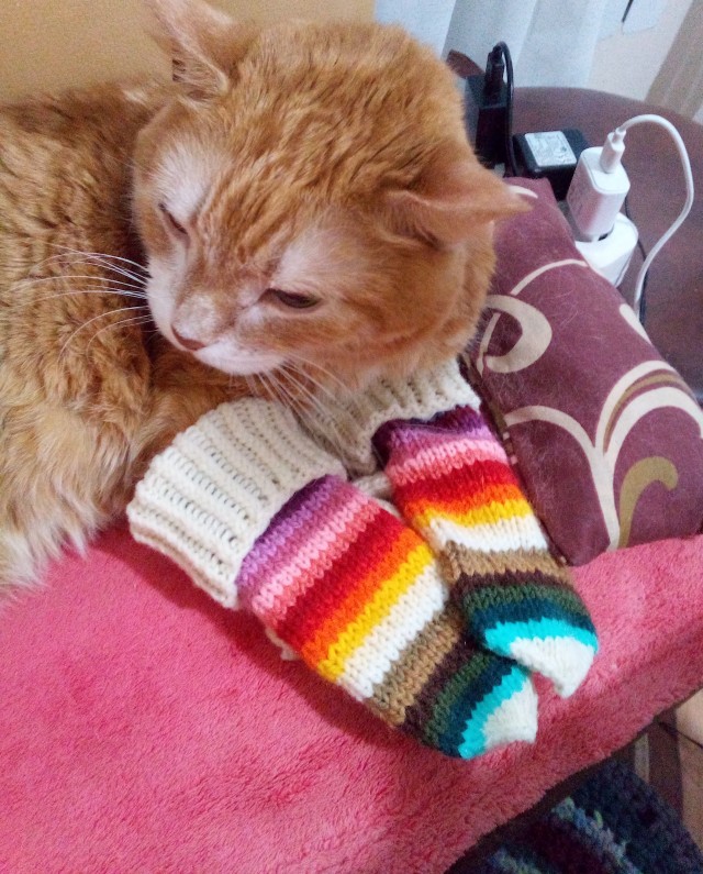 Котовторник 17.11.20