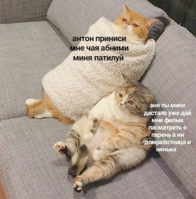 Кретинизмы из сети 03.02.21 Night Edition