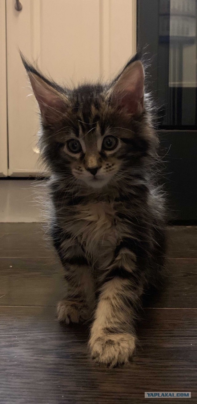 Котовторнику быть!