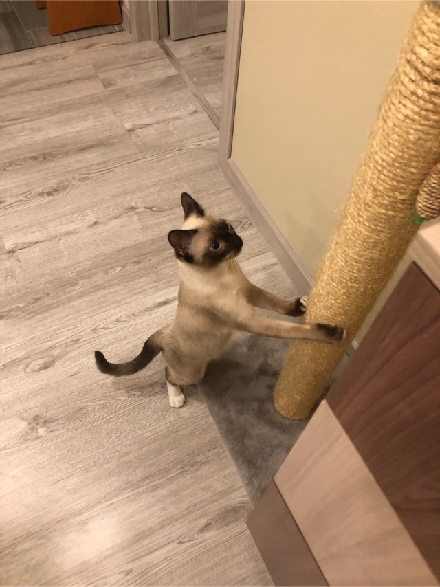 Солнце котовторника уже встало, Господа!