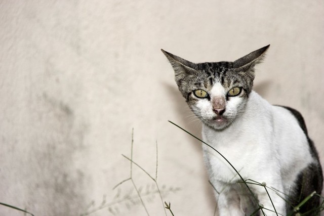 Котовторник так котовторник