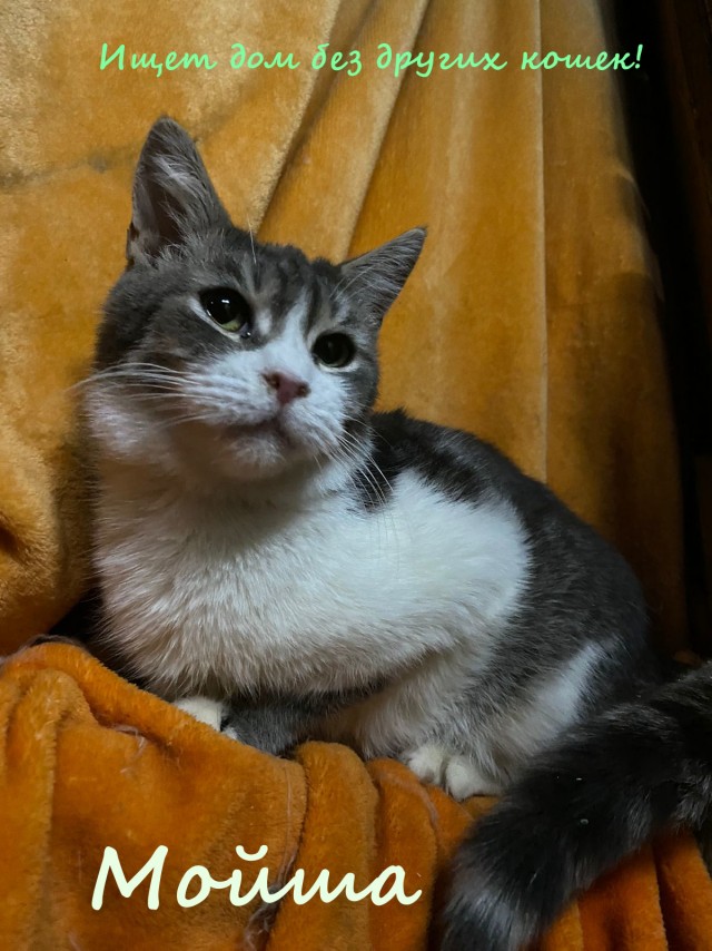 Жизнь домашнего приюта "Котоленд" 321