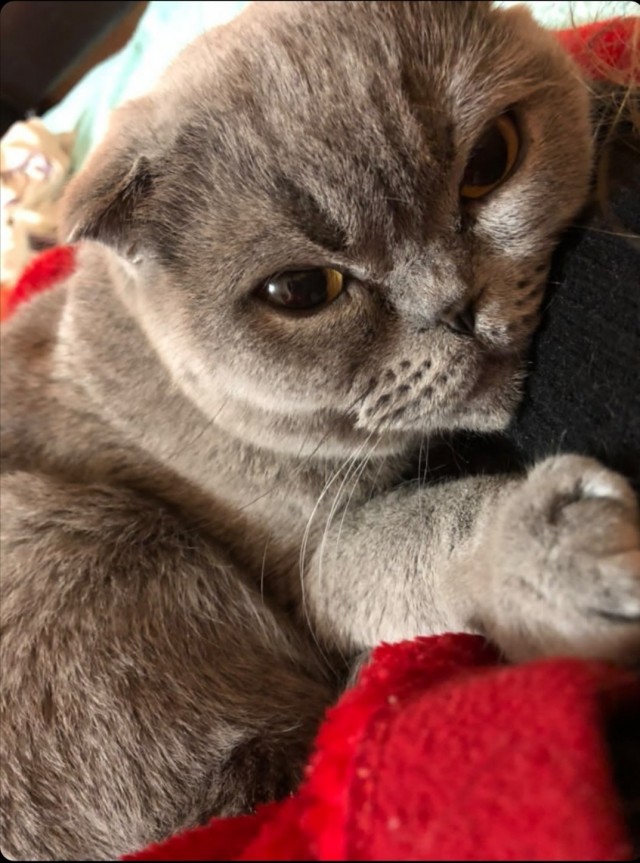 Котоленд. Два сфинкса и шотландская красотка в поисках дома!