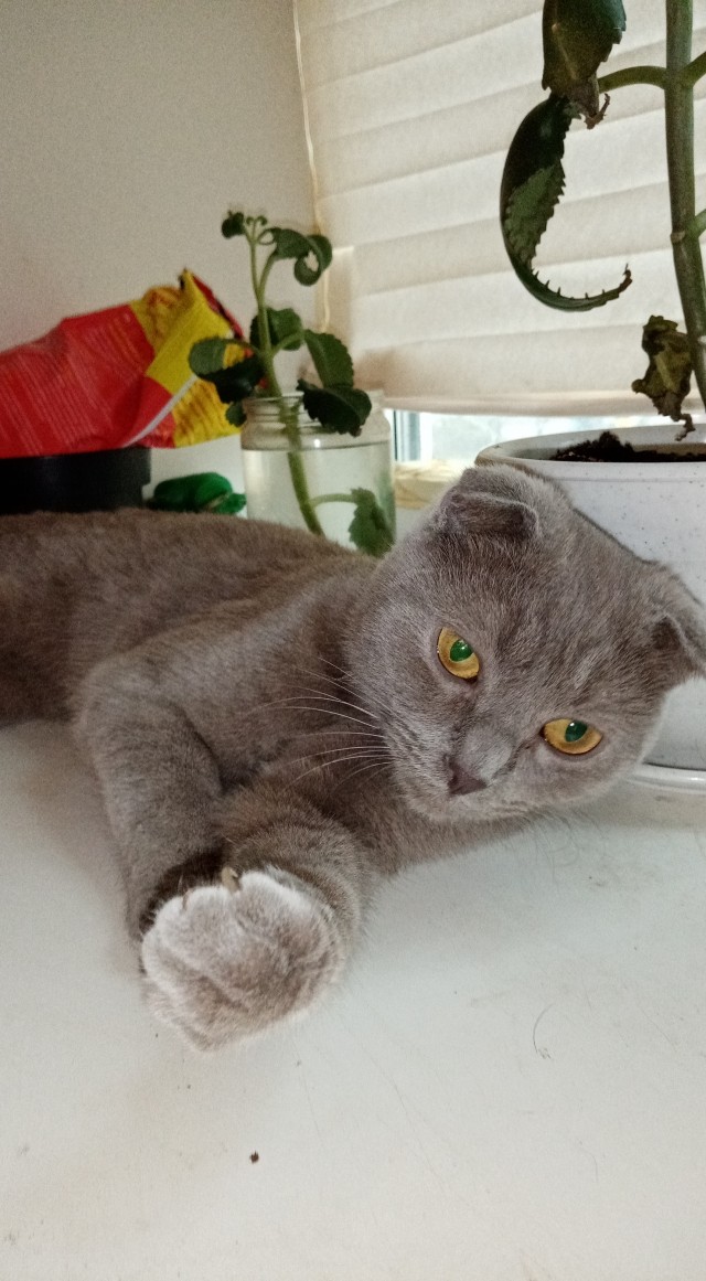А это мой котан к котовторнику