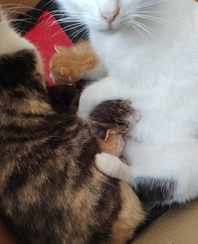 Котовторник ведь начался!