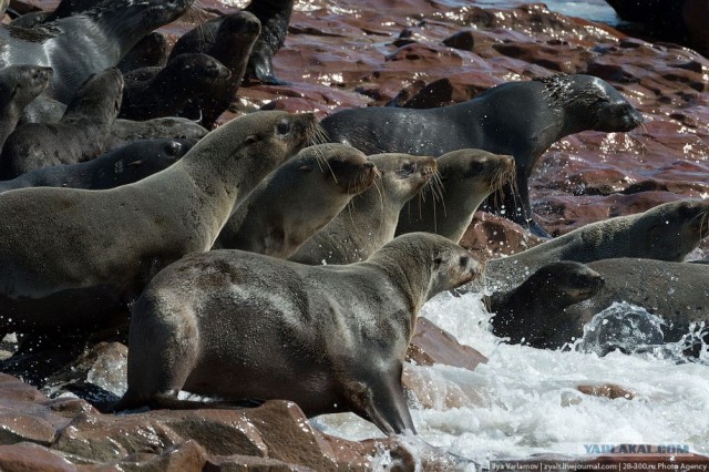 Берег скелетов...