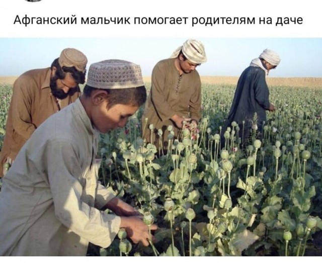 Как талибы загнали миллионы афганцев в героиновое рабство