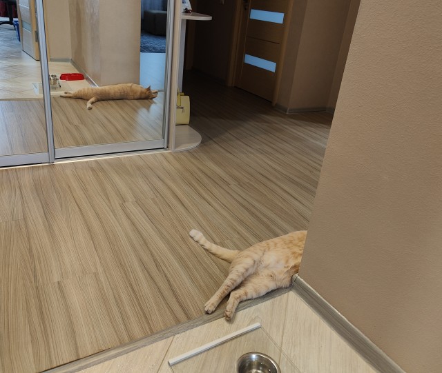 Вторник, ваши коты и кошки в студию