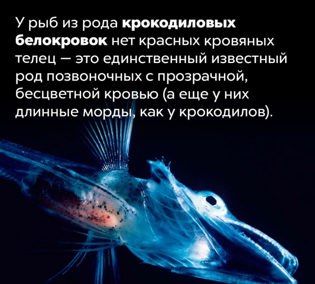 Подборка бесполезных,но интересных фактов.
