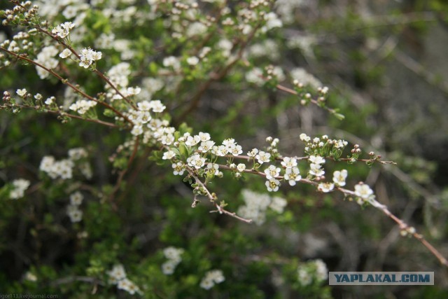 В Монголию на мотоциклах 2006